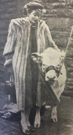 Greer Garson with a pedigree shorthorn bull bought at Perth Bull Sale, February 1950. Copyright Perthshire Advertiser.