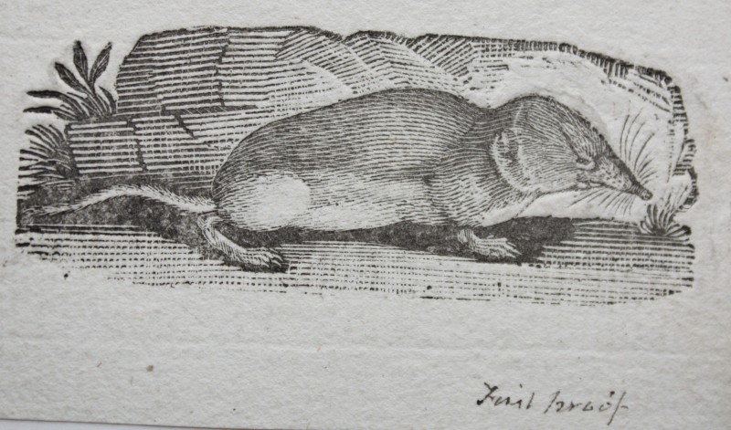 Portrait of a Shrew, from 'Bewick's Quadrupeds'. Courtesy of the Natural History Society of Northumbria.