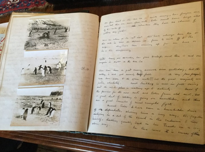 Page from Levick’s first notebook with photographs and written descriptions of penguin behaviour. 